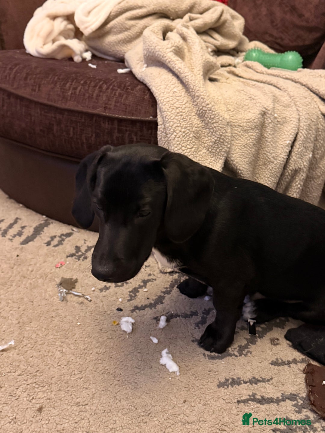 Mixed Breed dogs for sale: Beautiful puppy - Advert 4