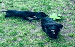 Jackapoo dogs for sale: Jackapoo Puppies  - Advert 4