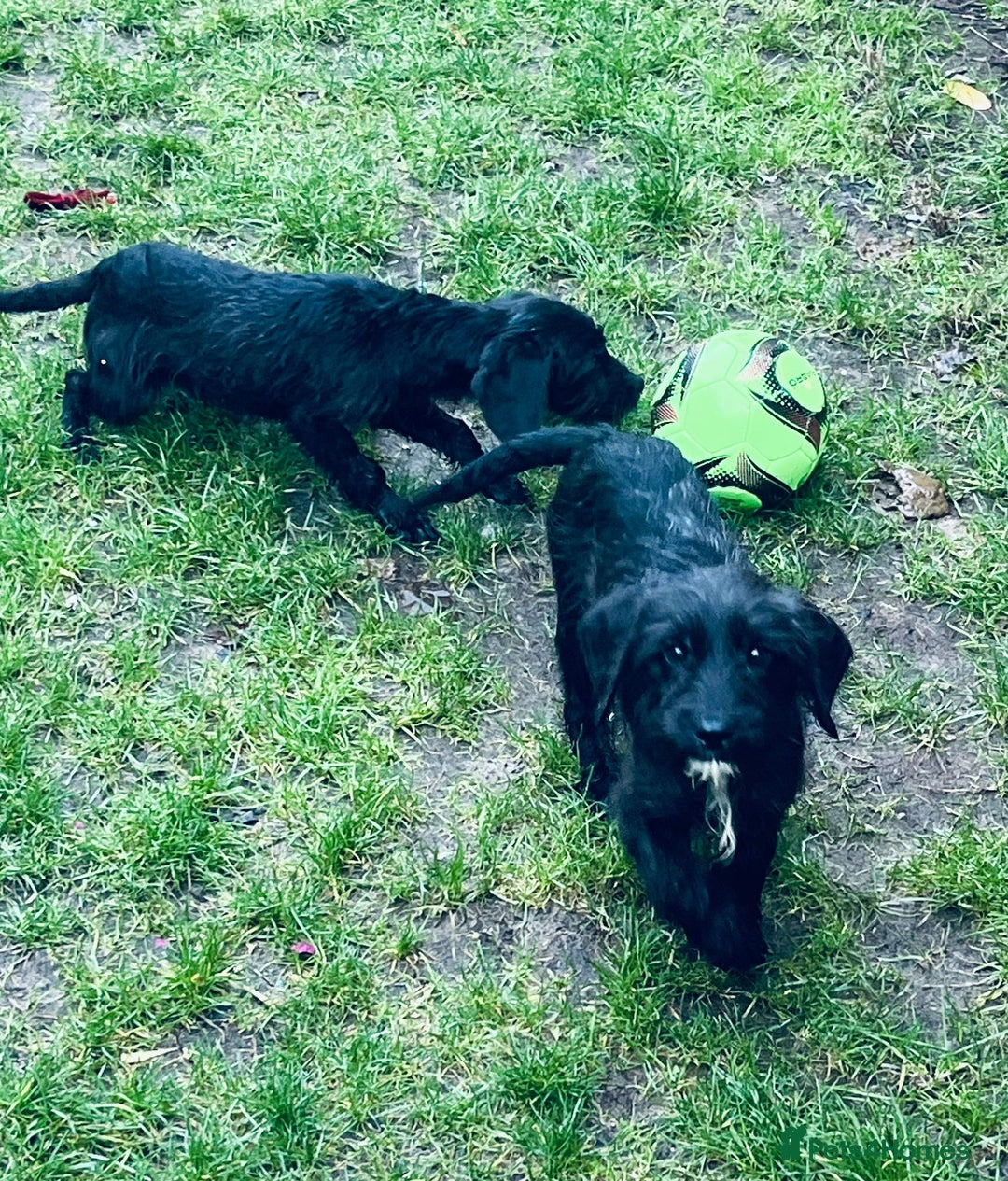 Jackapoo dogs for sale: Jackapoo Puppies  - Advert 4