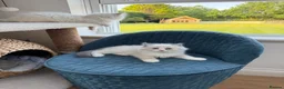 Ragdoll cats for sale: Surreys Finest & Fluffiest TICA Ragdoll Kitten  - Advert 19