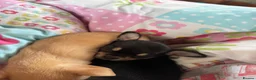 Chihuahua dogs for sale: Blue kennel registered pedigree blue chihuahua - Advert 4