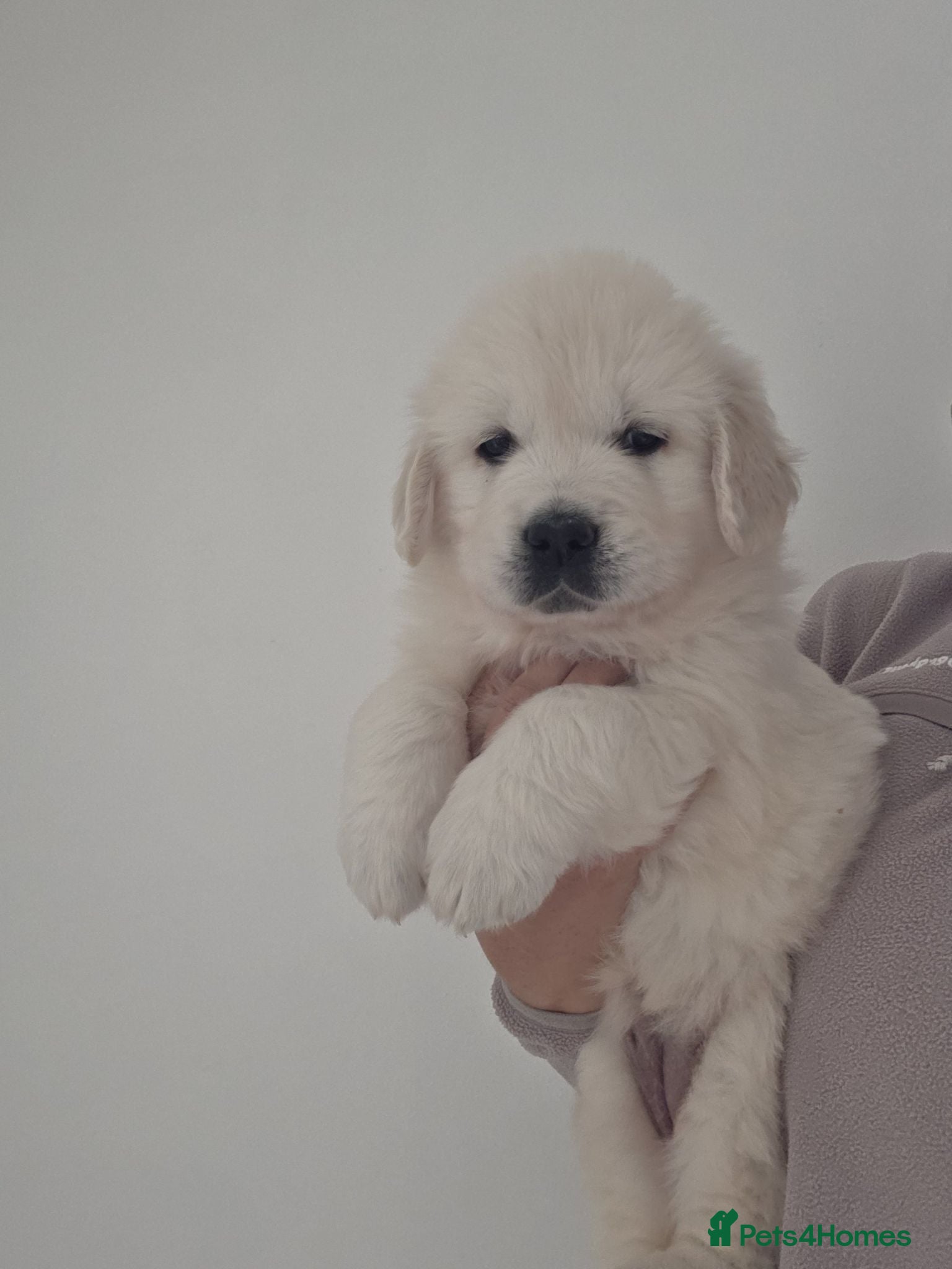 Golden Retriever dogs Health tested English  Golden Retrievers  - Advert 1