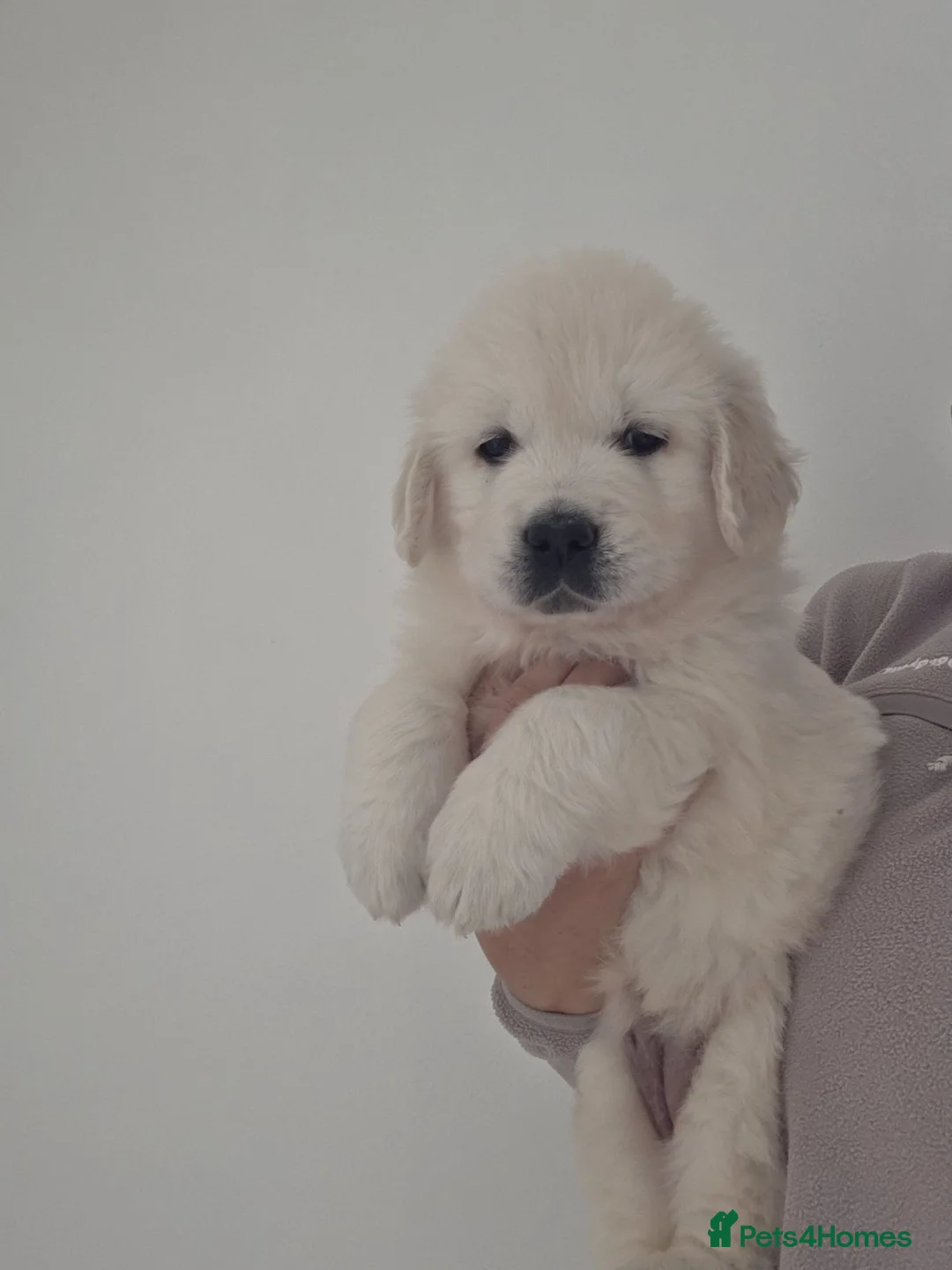 Golden Retriever dogs for sale: Health tested English  Golden Retrievers  in London - Advert 1