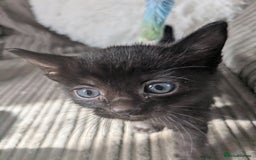 Domestic Shorthair cats for sale: 3 loveable female kittens ready mid October  - Image 7