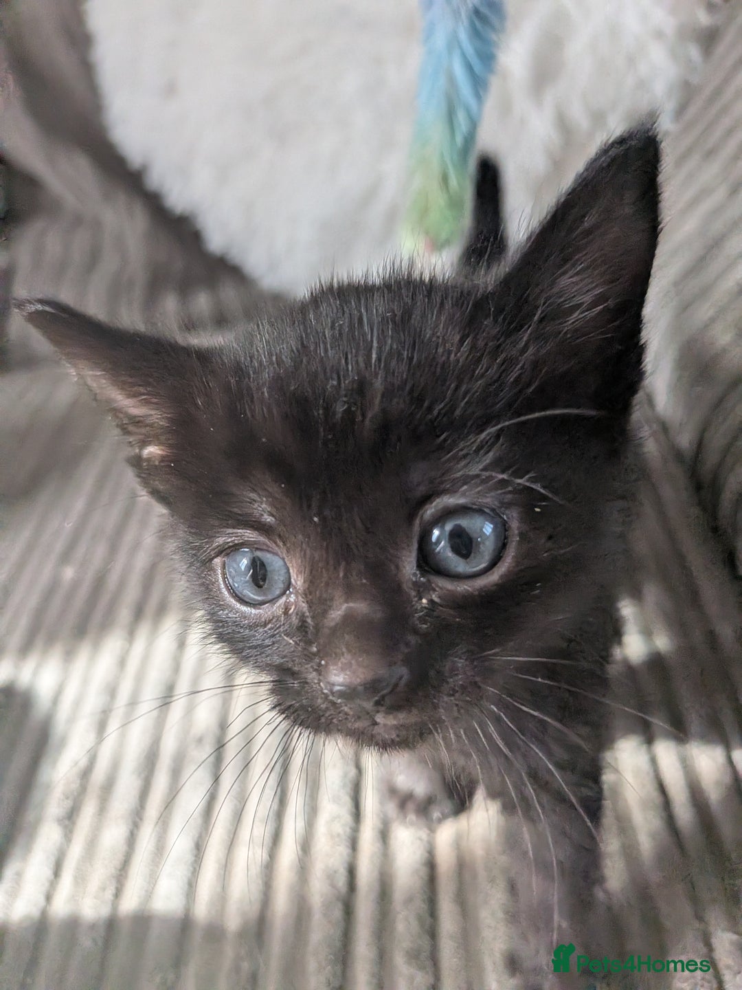 Domestic Shorthair cats for sale: 3 loveable female kittens ready mid October  - Image 7
