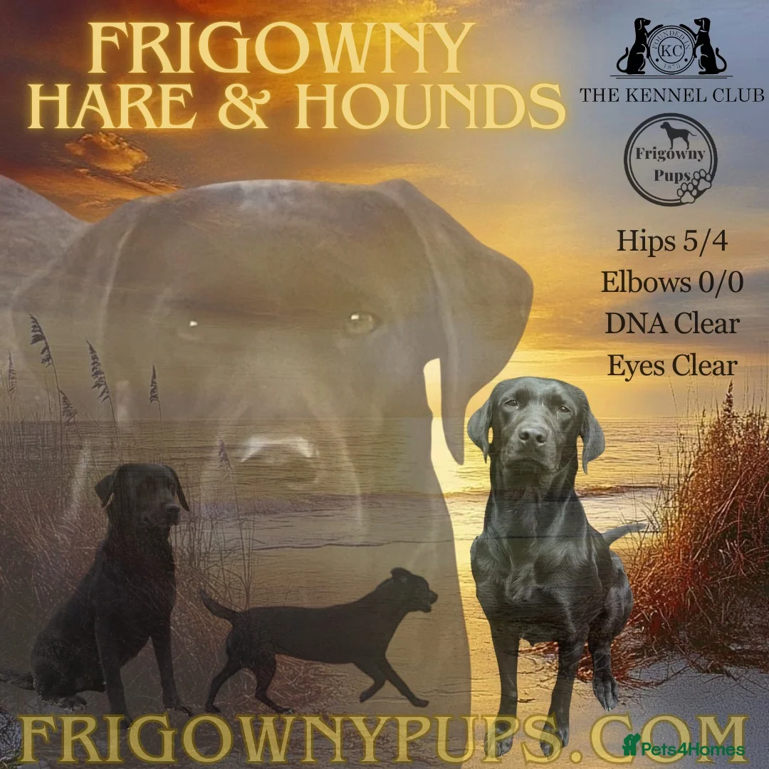 Labrador Retriever dogs for sale: 🖤💛 ADORABLE LABRADOR PUPPIES 💛🖤 - Advert 2