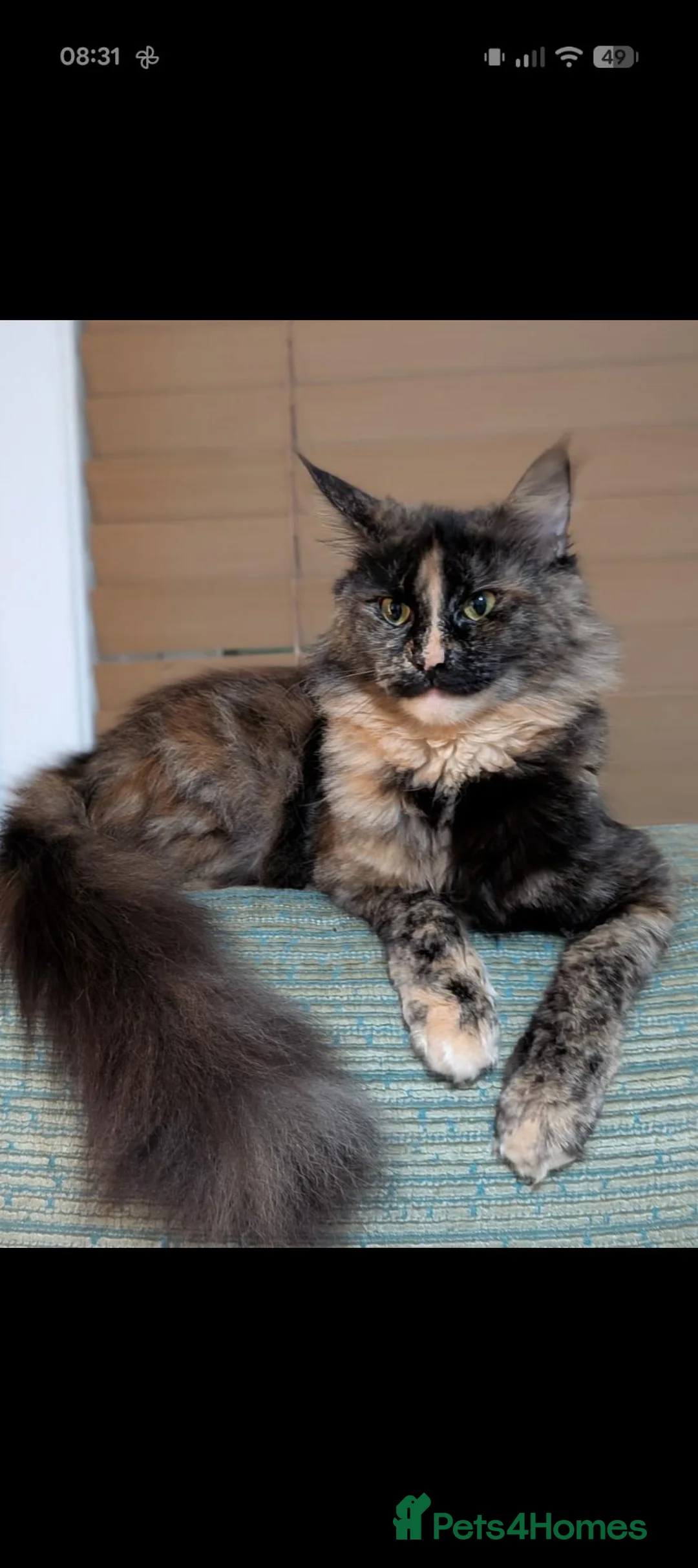 Maine Coon cats for sale: Maine coon kittens  - Advert 1
