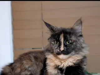 Maine Coon cats Maine coon kittens - Advert 5