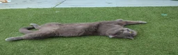 British Shorthair cats for stud: Active GCCF British Shorthair Stud  - Advert 7