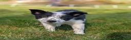 Border Collie dogs for sale: 1 pup left of the litter - Advert 1