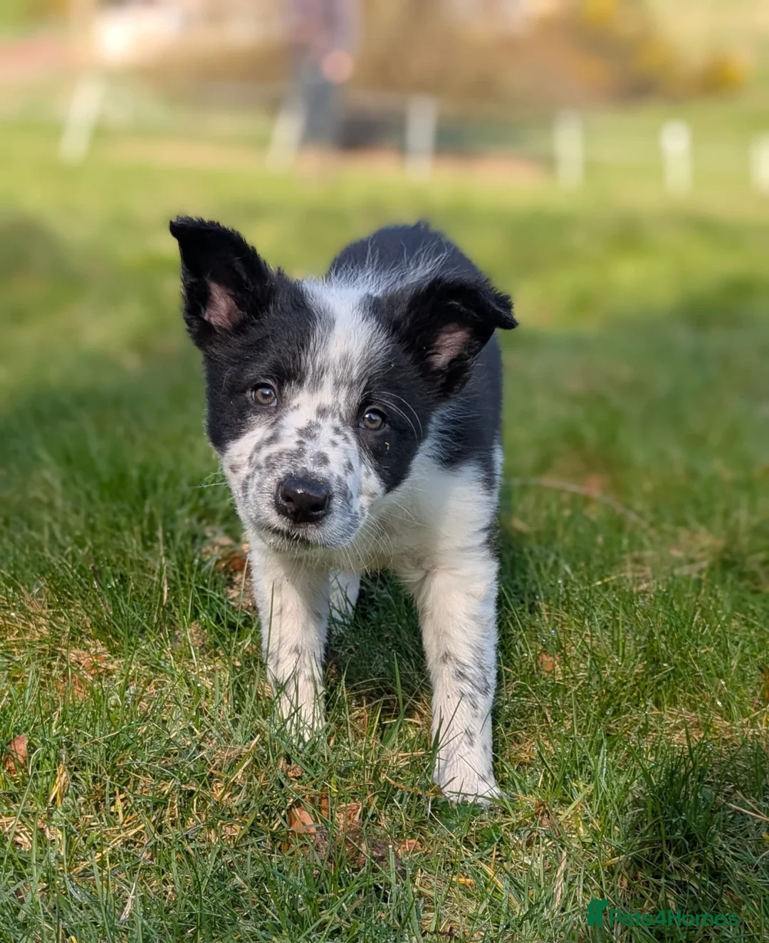 Border Collie dogs for sale: 1 pup left of the litter - Advert 1