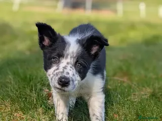 Border Collie dogs 1 pup left of the litter - Advert 1