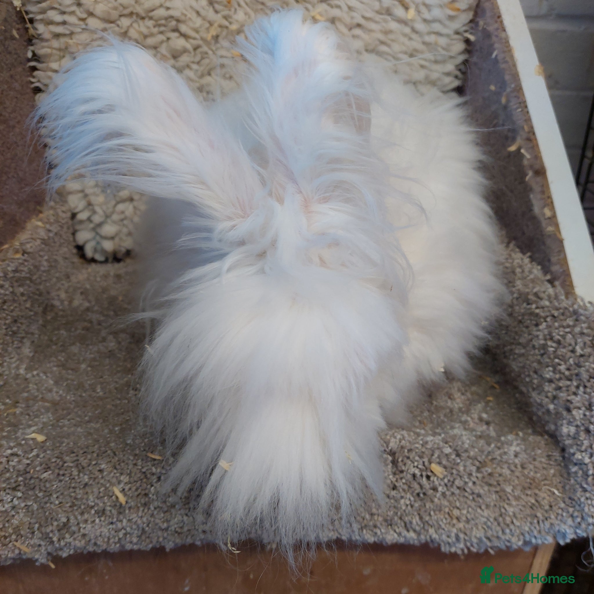 Lionhead rabbits  2yr old Full faced rew Angora Buck  - Advert 23