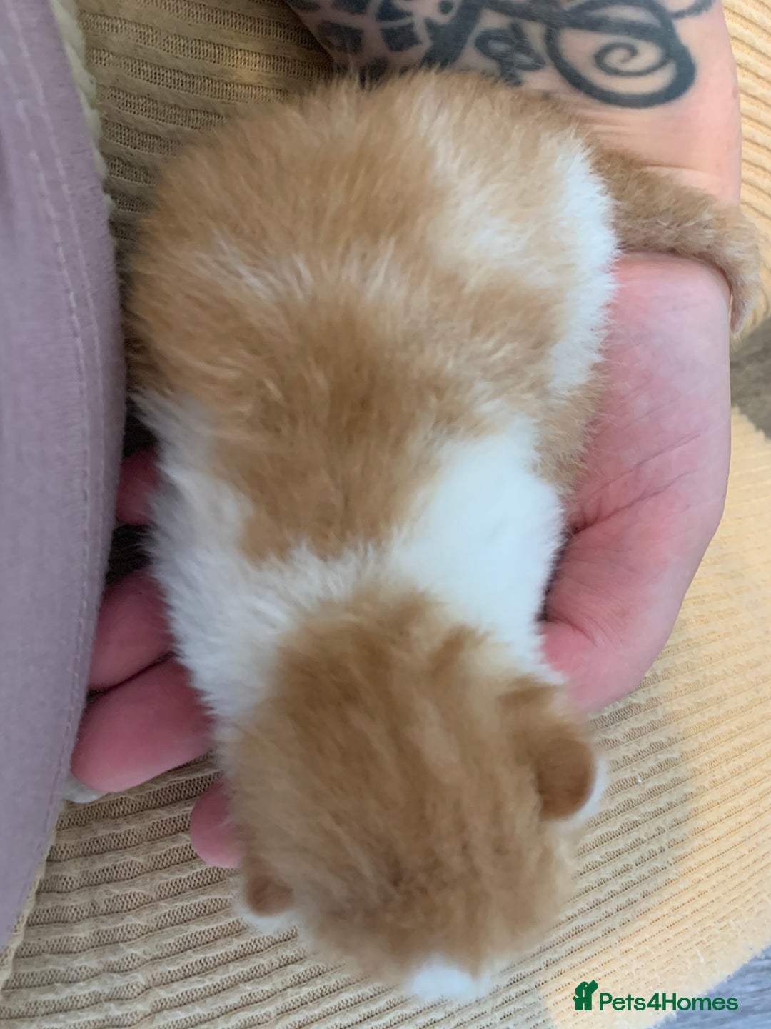 Domestic Shorthair cats for sale: Four beautiful kittens for new home  - Image 3