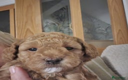 Miniature Poodle dogs for sale: Beautiful Miniature poodles  - Image 27