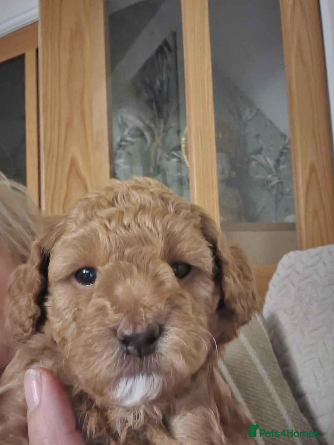 Miniature Poodle dogs for sale: Beautiful Miniature poodles  - Image 27