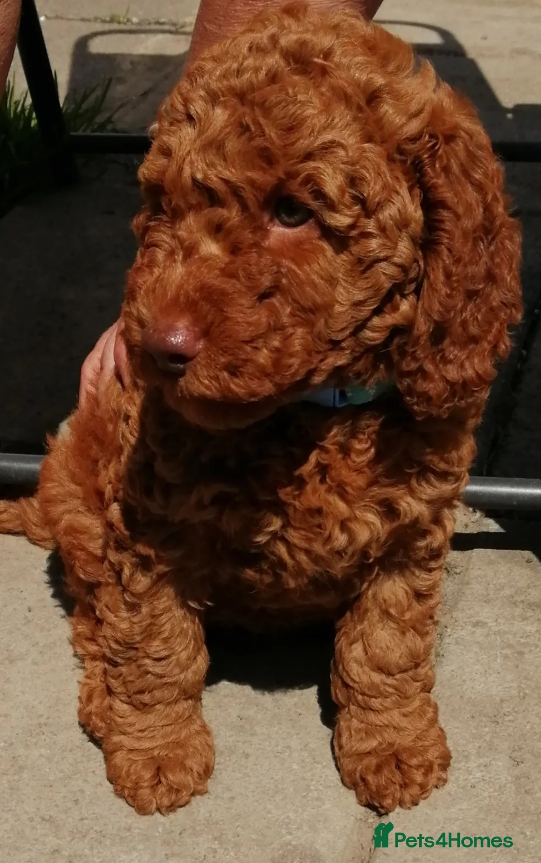 Miniature Poodle dogs for stud: Red Miniature Poodle for STUD - Advert 7