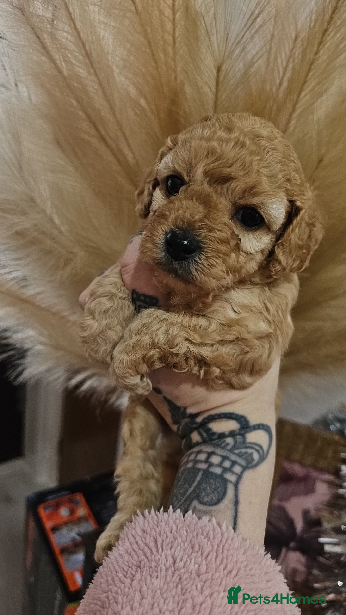 Cavapoo dogs Gorgeous Cavapoo Puppies - Advert 1