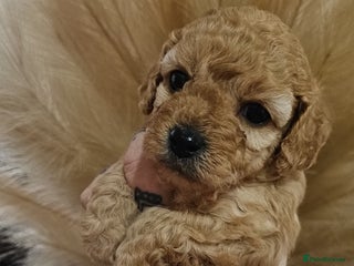 Cavapoo dogs Gorgeous Cavapoo Puppies - Advert 1