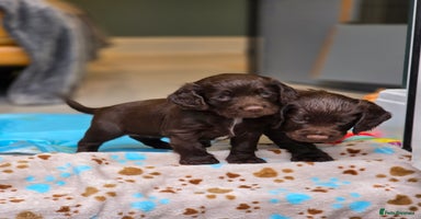 Cocker Spaniel dogs - Advert 4