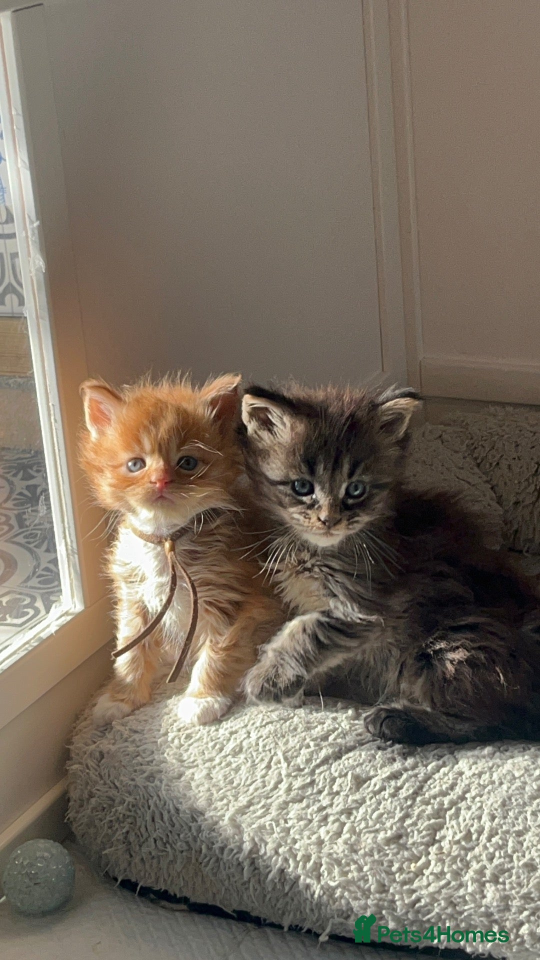 Maine Coon cats Pedigree Maine coon kittens  - Advert 1