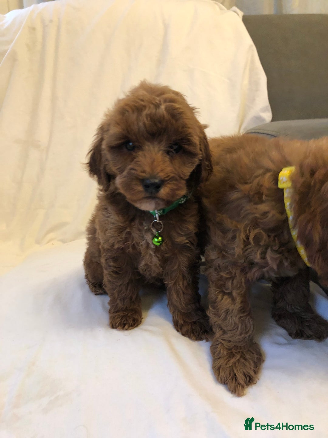 Cockapoo dogs for sale: Cockapoos - Advert 14