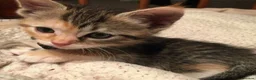 Mixed Breed cats for sale: Cute kittens ready now ! - Advert 3
