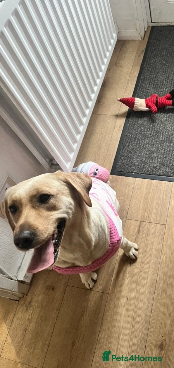 Labrador Retriever dogs Female Labrador  - Advert 1