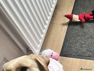 Labrador Retriever dogs Female Labrador - Advert 16