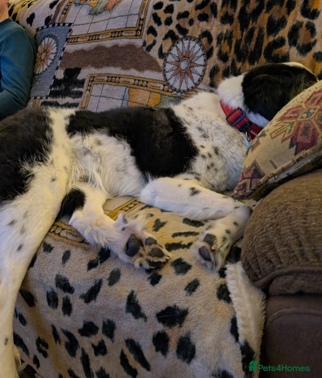 Mixed Breed dogs for adoption: Mecho, 1.5-2 yrs old. I adopted . - Advert 6