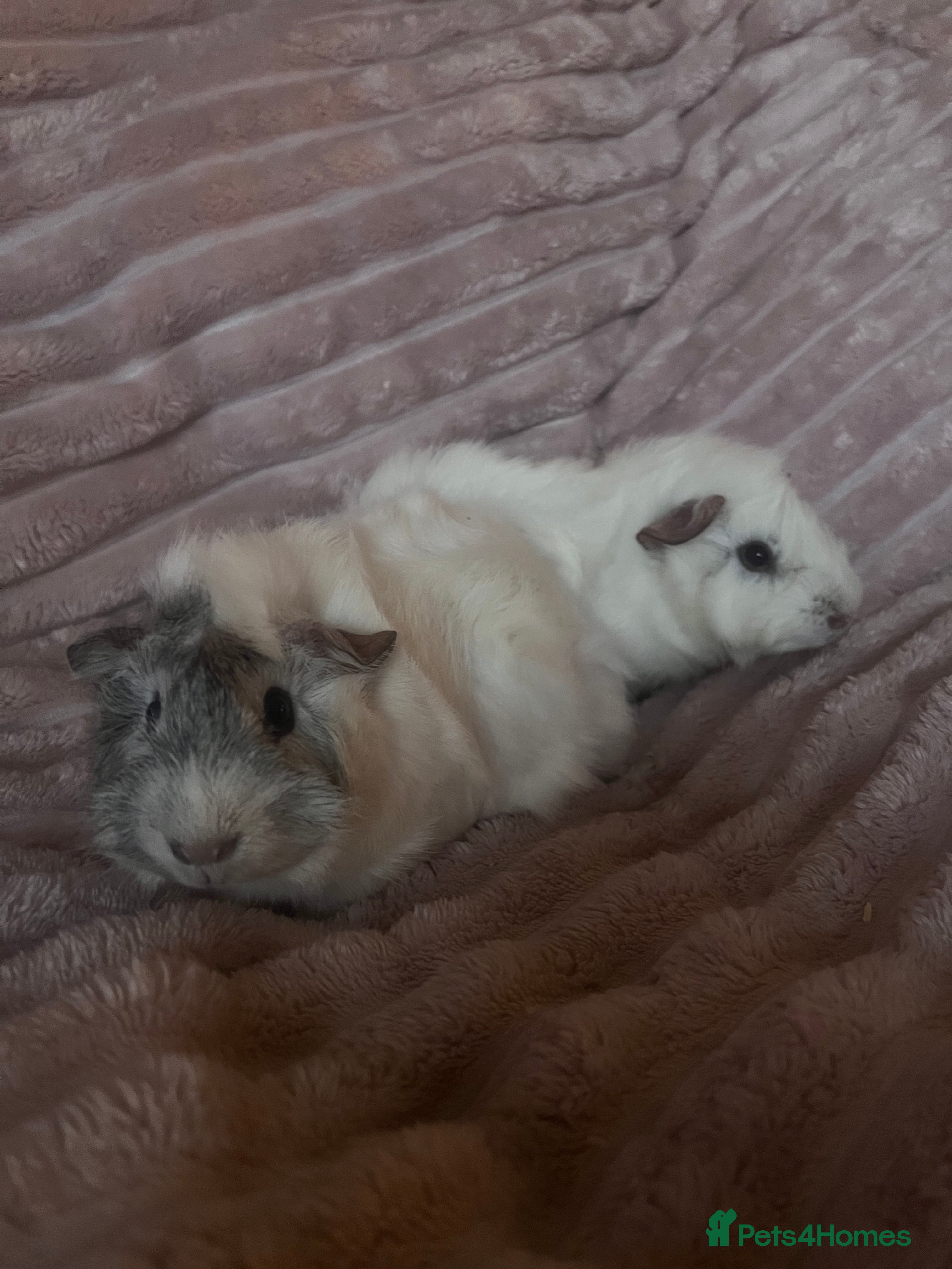 Guinea Pig rodents Female and Male Guinea Pigs - Advert 6