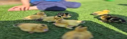 Ducks poultry for sale: Adorable, hand-raised pet ducklings - Advert 5