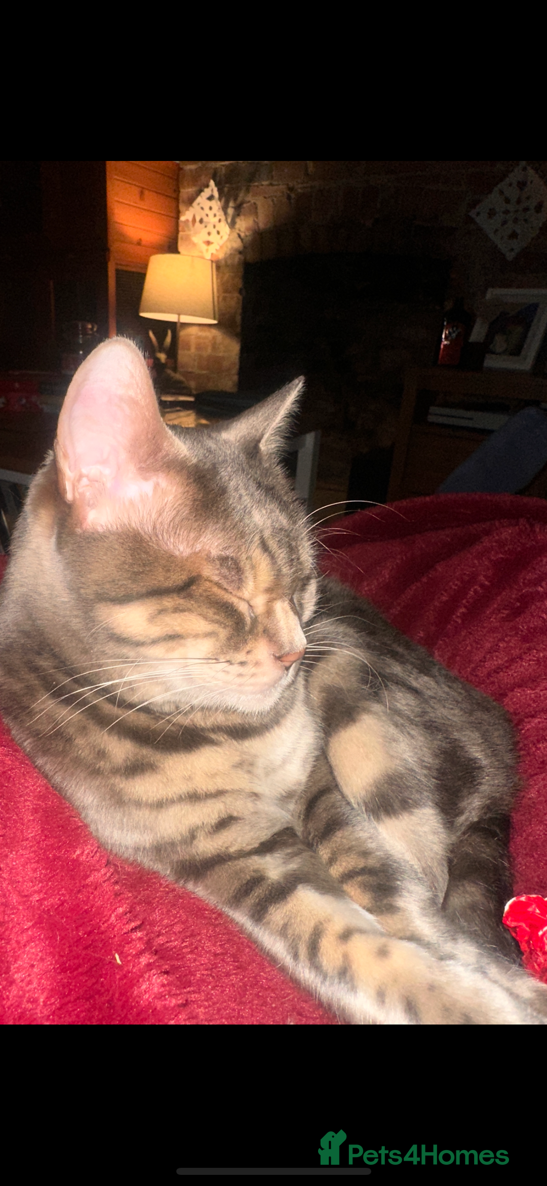 Bengal cats for sale: 6 year old bengal neutered male looking for home  - Image 7