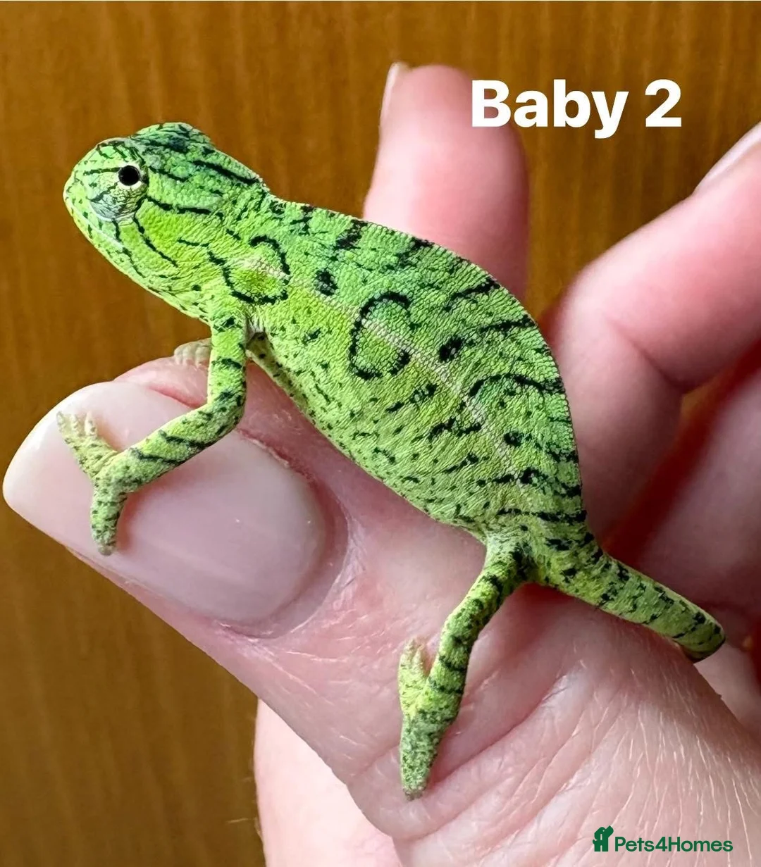 Chameleon reptiles for sale: Carpet Chameleon Furcifer Lateralis - Advert 1