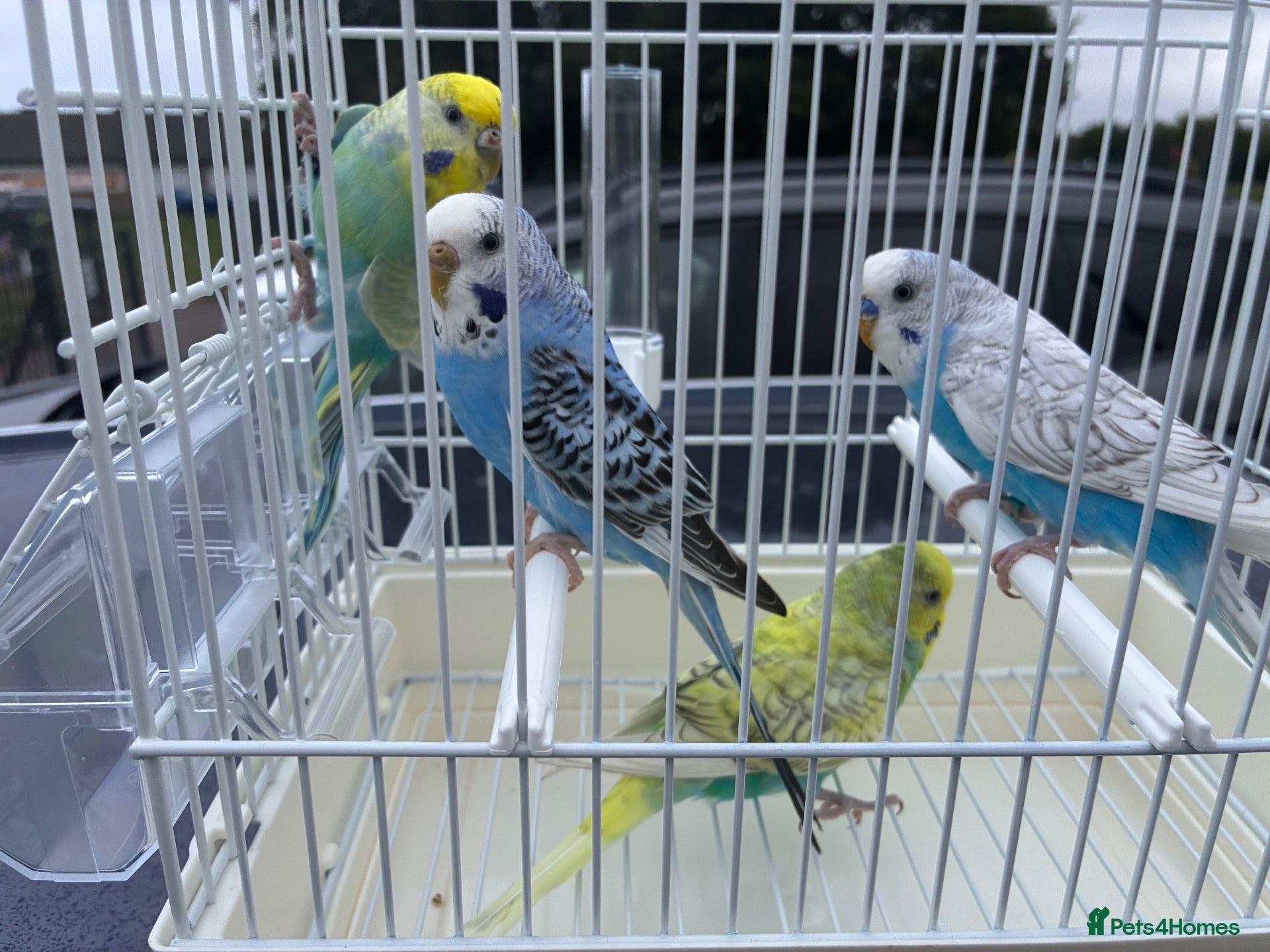 Budgerigars birds Budgies  - Advert 3