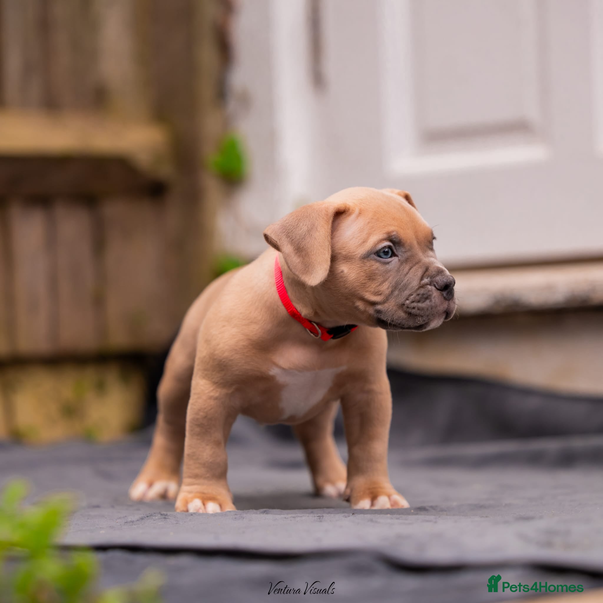 American Bully dogs for sale: American Bully Puppies - Advert 8