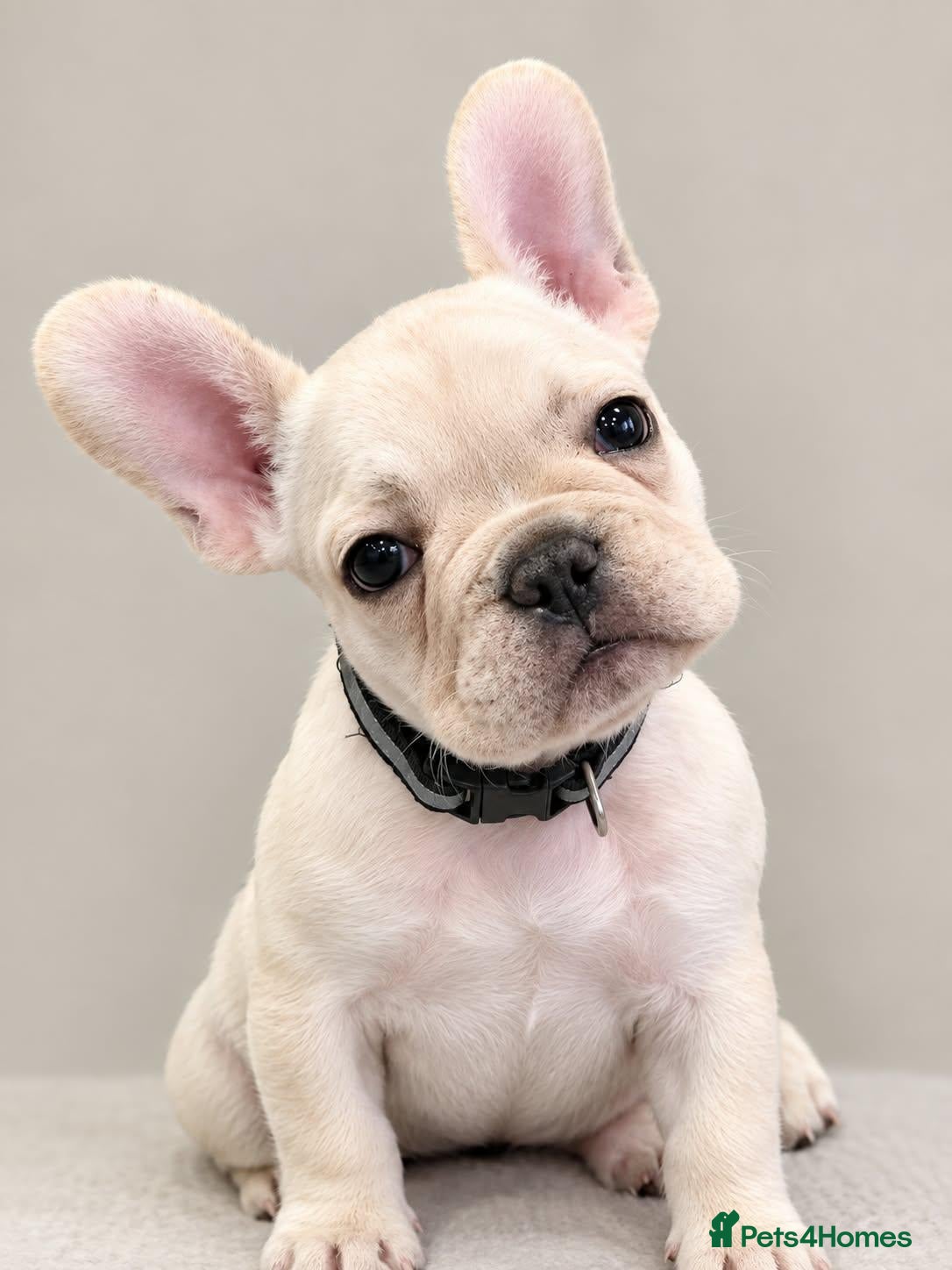 French Bulldog dogs KC REGISTERED FRENCHIE BOY - Advert 21