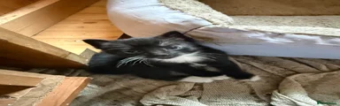 Black & White - Female 