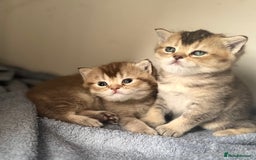British Shorthair cats for sale: 💖 Stunning BSH kittens - ready for reservations💖 - Image 12