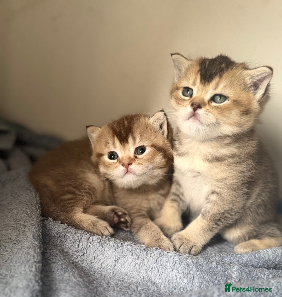 British Shorthair cats for sale: 💖 Stunning BSH kittens - ready for reservations💖 - Image 12