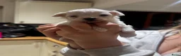 Maltese dogs for sale: Maltese Puppies - Advert 33