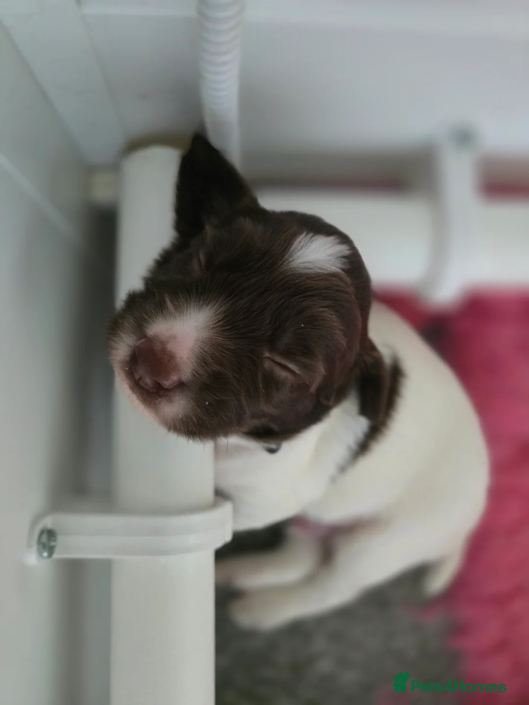 English Springer Spaniel dogs for sale:  Health tested Springer Spaniel puppies - Advert 6