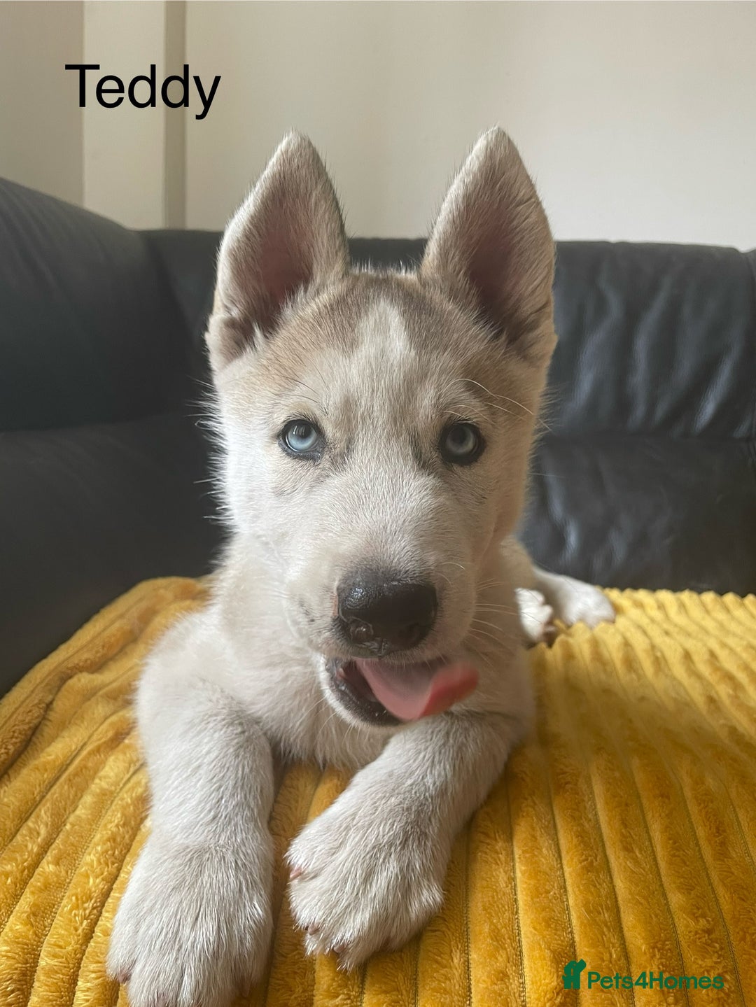 Siberian Husky dogs for sale: Siberian Husky puppies ❤️ - Image 14
