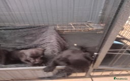 Patterdale Terrier dogs for sale: Patterdale pups for sale ready now - Image 16