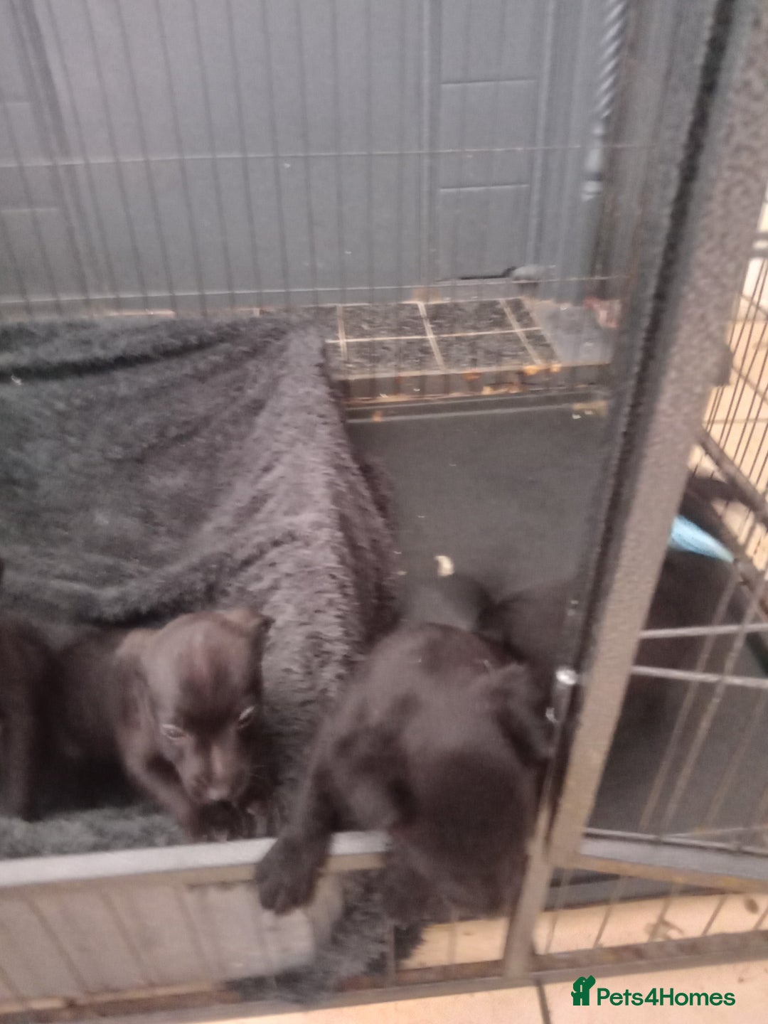 Patterdale Terrier dogs for sale: Patterdale pups for sale ready now - Image 16