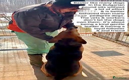 Mixed Breed dogs for adoption: Baxter, 5 yrs old boy. Available for adoption. - Image 3