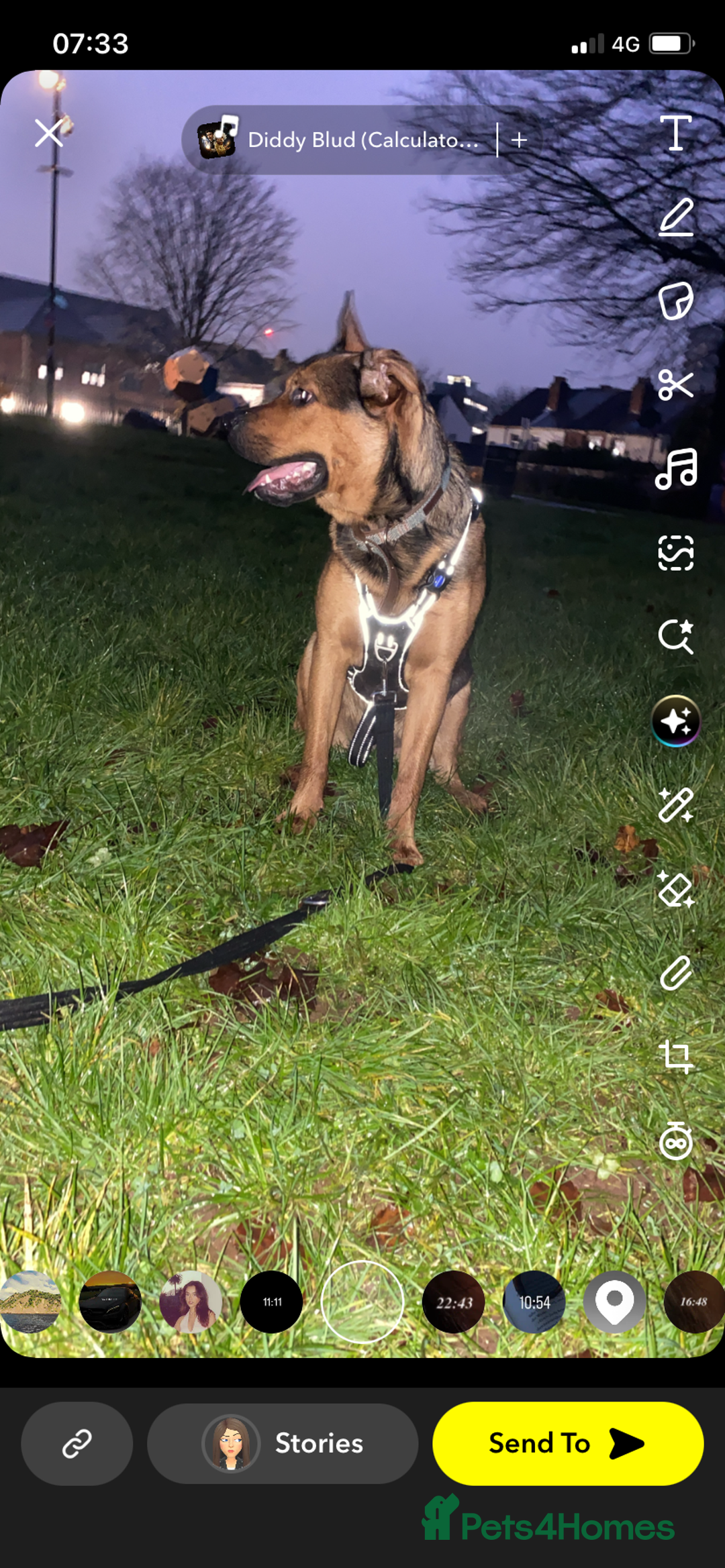 Mixed Breed dogs for sale: Jasper - Advert 1