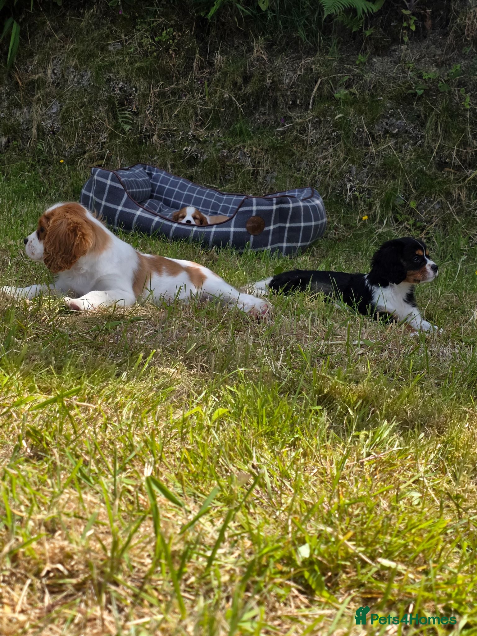Cavalier King Charles Spaniel dogs Friendly and playful Cavalier Puppies - Advert 2