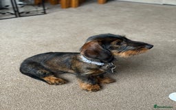 Dachshund dogs for sale: Wire Haired Teckel Dachshund  - Image 1