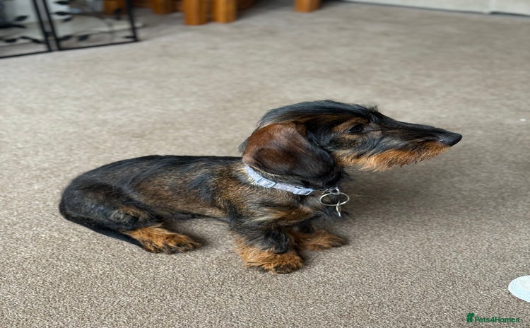 Dachshund dogs - Advert 4